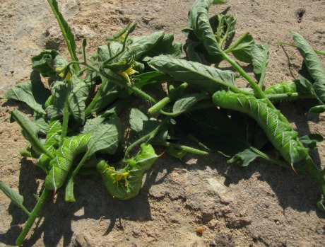 download tomato horn worms