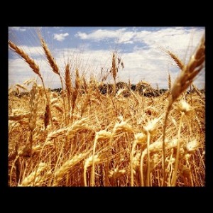 amber-waves-of-grain