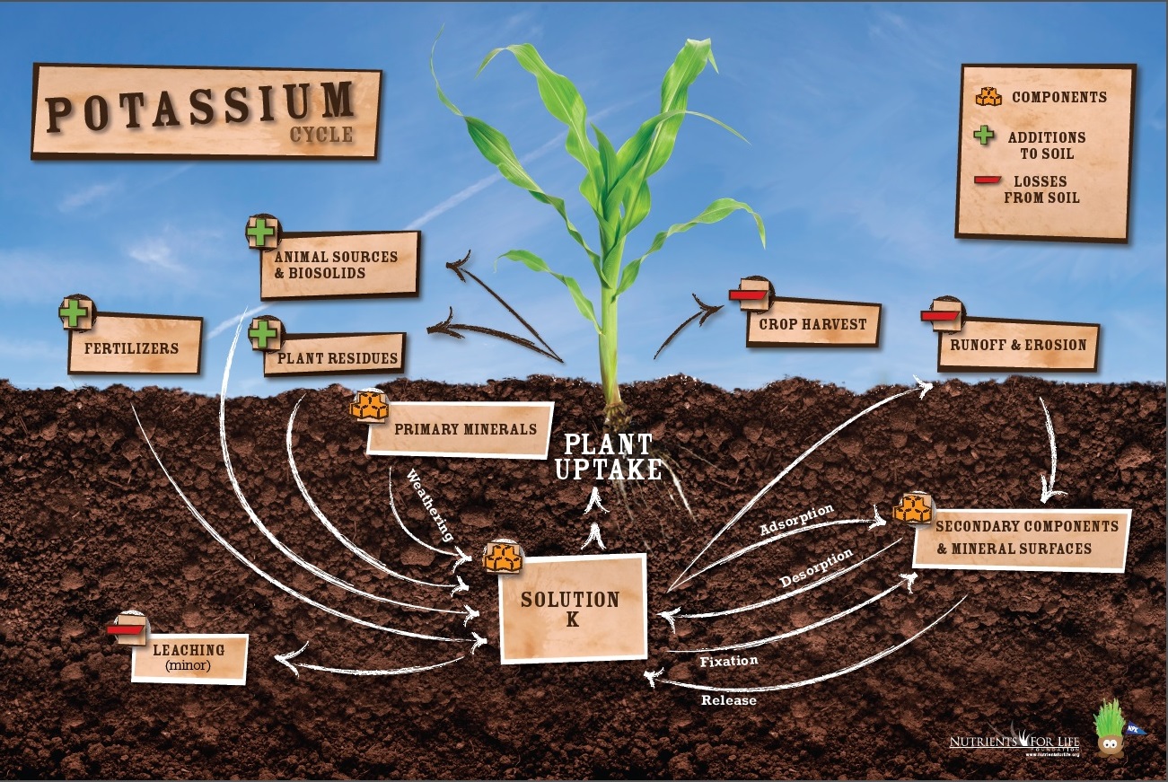 new-resource-potash-video-potassium-cycle-poster-nutrients-for-life